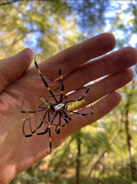 Joro spider is spreading across the Eastern United States this spring - The Washington Post Spider Fact, Spider Face, Spider Species, Garden Spider, High Metabolism, California Academy Of Sciences, Hawaii Resorts, Farmers Almanac, Stink Bugs