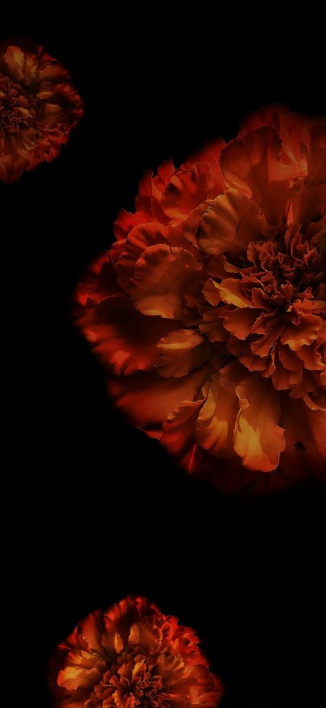 Dark wallpaper, flower wallpaper Moody Flowers Aesthetic, Marigold Wallpaper Iphone Wallpapers, Dark Flower Photography, Chinese Flowers Wallpaper, Flower With Black Background Wallpaper, Flower Wallpaper Black Backgrounds, Dark Flower Aesthetic Wallpaper, Fall Flower Wallpaper, Dark Autumn Wallpaper