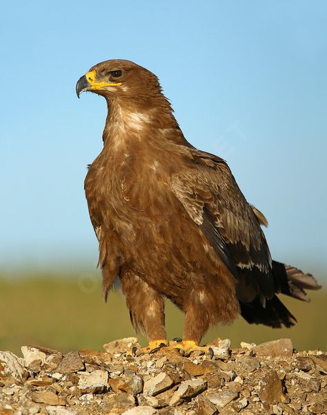 Steppe Eagle, Bird Magic, Inheritance Cycle, Raptors Bird, Eagle Images, Europe Continent, Extinct Animals, Alam Yang Indah, Birds Of Prey