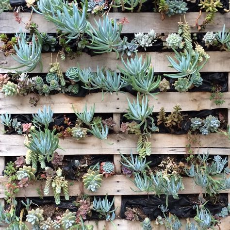 Scenes from Snapchat. Add me: omgchelseapearl Succulent Garden Wall, Diy Succulent Wall, Pallet Garden Walls, Grow With The Flow, Wall Outside, Succulent Wall Garden, Creative Planter, Succulent Art, Succulent Wall