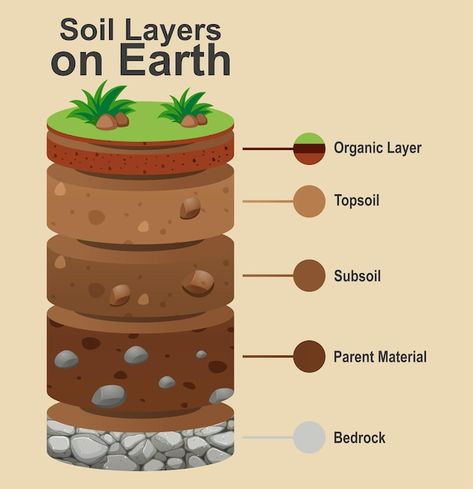 Layers of the earth on white background | Free Vector #Freepik #freevector #science-cartoon #soil-layers #cartoon-earth #geography Rose Outline Drawing, Layers Of Soil, Cartoon Earth, Soil Science, Layers Of The Earth, Learn Cake Decorating, Earth Layers, Rose Outline, Earth Drawings