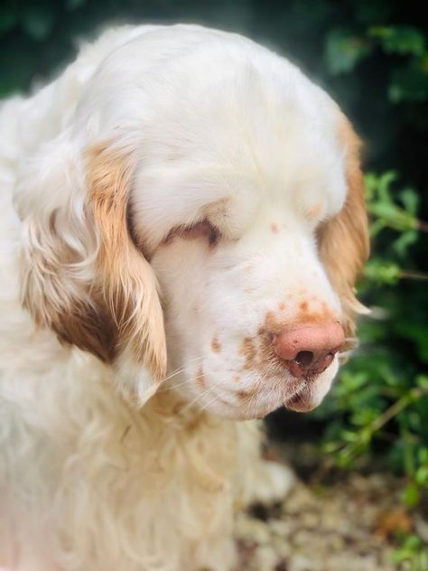 Clumber Spaniel Puppy, Clumber Spaniel, Dog Motif, Pretty Dogs, Pretty Animals, Silly Animals, Arte Fantasy, Weird Animals, Cute Little Animals