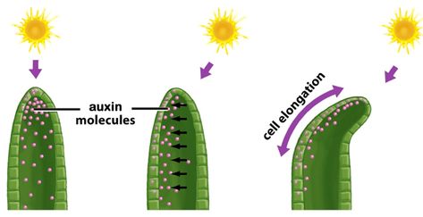 Cloning Plants, Biology Topics, Igcse Biology, Biology Aesthetic, Biology Diagrams, Handwriting Tips, Nature Shapes, Plant Biology, Plant Physiology