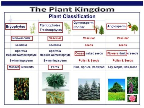 Plant Classification, Biology Worksheet, Kingdom Plantae, Teaching Biology, Vascular Plant, Homeschool Science, Green Plants, Botany, School Activities