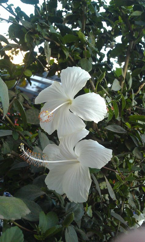 Twin white hibiscus Hibiscus Flower White, White Hibiscus Flower, White Hibiscus, Boquette Flowers, Nothing But Flowers, Snapchat Picture, Flower Therapy, Pretty Plants, Foto Ideas Instagram