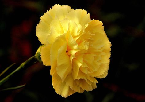 Carnation - my mom wore a yellow flower in her hair on one of their first dates Yellow Flowers Names, Flower Garland Backdrop, Planting Flowers From Seeds, Flower Garland Diy, Dianthus Caryophyllus, Yellow Carnations, Samuel Johnson, Carnation Flower, Fruit Seeds