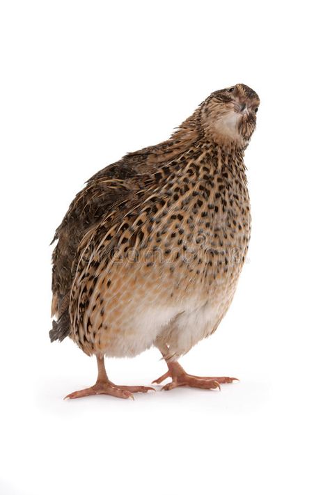 Japanese quail stock photos Northern Bobwhite Quail, Pride Mural, Quail Breeds, Japanese Quail, Quail Pen, Birdhouse In Your Soul, Bobwhite Quail, Joel Sartore, Birds Photography