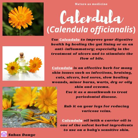 Calendula is considered as a wonder herb and can be used internally as well as externally. 🏵 Calendula essential oil carries a vast array of benefits for the skin as it can be used to treat acne, relieve eczema and psoriasis symptoms, and it can also be used to heal wounds. Make sure to do a skin patch test before use. 🏵 Calendula herbal tea may provide antioxidant, antiinflammatory and antifungal healing properties. Make the tea by simply steeping soley the Calendula petals in boiling water. Herbs With Antifungal Properties, Benefits Of Calendula Tea, Calendula Tea Benefits, Calendula Essential Oil, Calendula Tea, Calendula Benefits, Skin Patches, Treat Acne, Tea Benefits