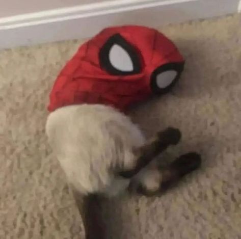 Funny Cat, Cat Memes, A Cat, Spiderman, Memes, Funny, On Instagram, Instagram