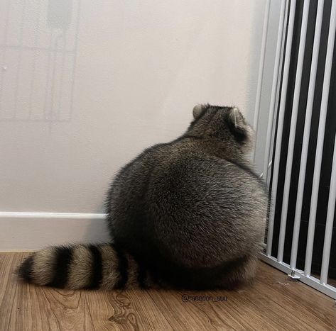 Fat Raccoon, Raccoon Stuffed Animal, Fat Animals, Pet Raccoon, Cute Rats, Cute Raccoon, Raccoon Funny, Toy Gifts, Silly Cats Pictures