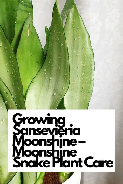 Discover the secrets to growing and caring for Sansevieria Moonshine, the stunning Moonshine Snake Plant! Dive into the world of this unique and resilient houseplant with our comprehensive guide. From low light tolerance to minimal watering needs, learn how to create the perfect environment for your Moonshine Snake Plant to thrive.  IG Photo by: eden.at.home Dracaena Trifasciata, Snake Plant Care, Sansevieria Trifasciata, Drought Tolerant Plants, A Snake, Snake Plant, Best Practices, Low Light, Low Lights