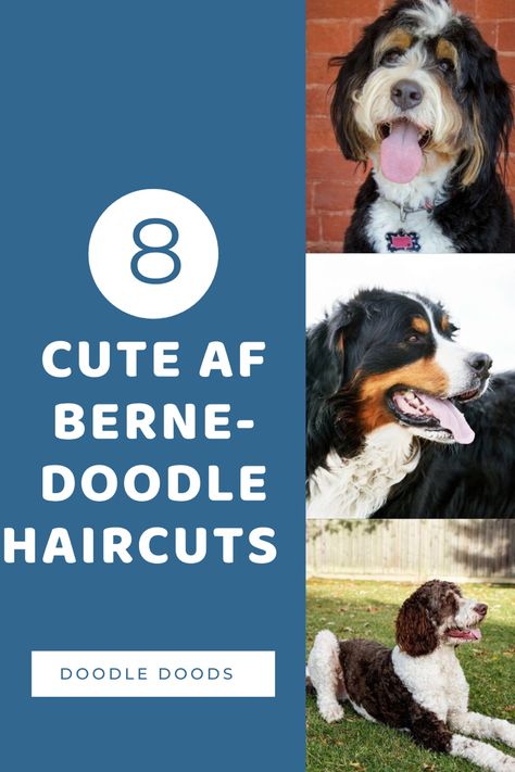 To inspire your next grooming session, here are the most popular Bernedoodle haircuts. However, don’t be tempted to choose a Bernedoodle grooming cut just based on which look you prefer the most. So whetheryour Bernedoodle has wavy, straight, or curly hair these pictures give great haircut ideas. #bernedoodlesofinstagram #bernedoodle #bernedoodlegrooming #bernedoodledogfacts #bernedoodles #bernedoodles #doghairstyle Mini Bernedoodle Grooming Styles, Doodle Puppy Haircut, Bernedoodle Teddy Bear Haircut, How To Groom A Bernedoodle, Wavy Doodle Haircuts, Bernedoodle Haircut Styles Summer, Curly Bernedoodle, Bernedoodle Summer Cut, Mini Bernedoodle Haircut Styles