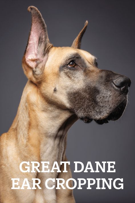 Learn about ear cropping for Great Danes, including pros/cons, what to expect, care, styles and more. We want to help you make an educated decision about whether or not to crop your Great Dane puppy. Dane Puppies, Great Dane Puppy, Great Dane Dogs, Dog Ear, Dog Breeder, Working Dogs, Great Dane, Stand By Me, Stand Up