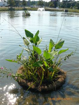 Floating Vegetable Garden, Floating Pond Island, Garden Information, Floating Wetland, Pond Home, Floating Pond Plants, Farm Pond, Natural Swimming Ponds, Pond Maintenance