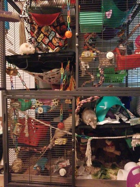 Cluttered Critter Nation Rat Cage Theme Ideas, Critter Nation Cage Ideas Pet Rats, Critter Nation Rat Cage Ideas, Rat Enclosure Ideas, Critter Nation Cage Ideas, Rat Enclosure, Pocket Puppies, Pet Rat Cages, Critter Nation Cage