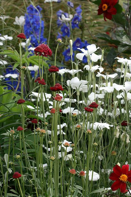 Red, white & blue Summertime Flowers, American Cottage, Blue Flowers Garden, Blue Flower Arrangements, Flower Mix, Sun House, White And Blue Flowers, Blue Garden, Vintage Girl