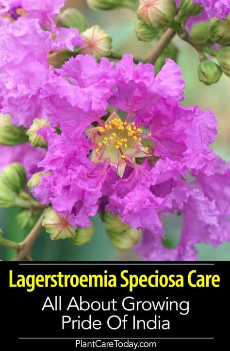 Lagerstroemia Speciosa (Pride Of India Tree) perennial or deciduous tree, crepe-like flowers, hardy, smooth flaky bark, easy to grow, low maintenance. [DETAILS] Flowering Trees In India, Pride Of India Flowers, Lagerstroemia Speciosa, Garden 101, Pride Of India, Food Forest Garden, Growing Trees, Plant Names, Future Garden