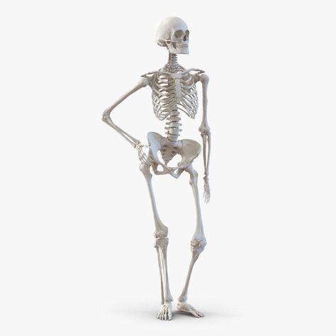 Scene Poses, Cindy Berman, Skeleton Reference, Skeleton Poses, Skeleton Painting, Spooky Soiree, Human Skeleton Model, Bone Anatomy, Skeleton Parts