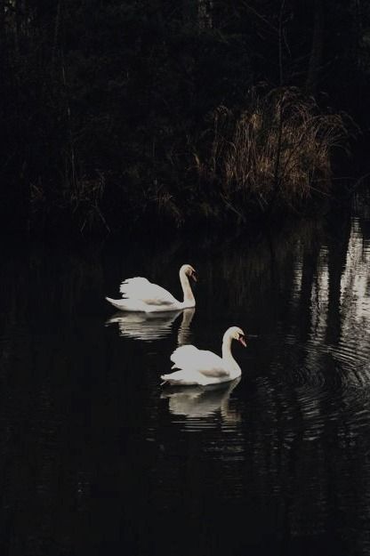 Dark Swan, Raindrops And Roses, Midnight Garden, Lady Bird, Swan Lake, Nature Aesthetic, Swans, Rain Drops, الرسومات اللطيفة