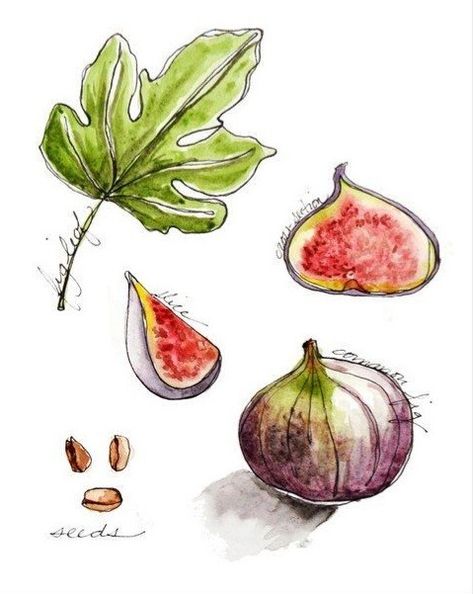 Fig Images, Drawing Fruits, Leaves Drawing, Fig Leaf, Family Story, Leaf Illustration, Leaf Drawing, Fig Leaves, Illustration Food