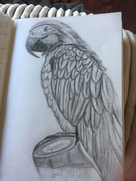 Macaw by Tania Shading Drawing Ideas, Things To Draw Ideas, To Draw Ideas, Drawing With Charcoal, Parrot Drawing, Colored Pencil Art Projects, Pencil Drawings Of Flowers, Easy Things To Draw, Shading Drawing