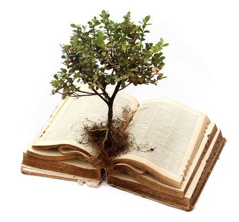 plants growing inspiraiton | Be not afraid of growing slowly; be afraid only of standing still. Informative Essay, Hebrew Roots, Iphone Design, Growing Tree, Iphone Cover, The Words, Word Of God, A Tree, Bible