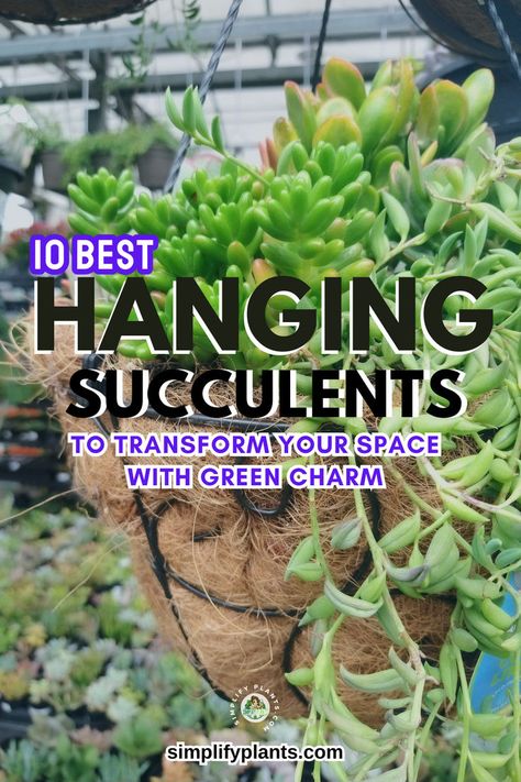 "Discover the 10 Best Hanging Succulents to transform your space with green charm! Perfect for Indoor Wall Planter Ideas, these stunning Diy Succulent Wall designs will elevate your decor. Explore creative Hanging Succulents Indoor options that bring life to any room. Ideal for Indoor Plants Wall Decor, these ideas are perfect for creating a beautiful Plant Picture Wall Decor in your home, bathroom, or nursery!" Hanging Succulents Indoor, Plant Picture Wall Decor, Indoor Wall Planter Ideas, Indoor Plants Wall Decor, Diy Succulent Wall, Wall Planter Ideas, Indoor Wall Planter, Trailing Succulents, Plants Wall Decor