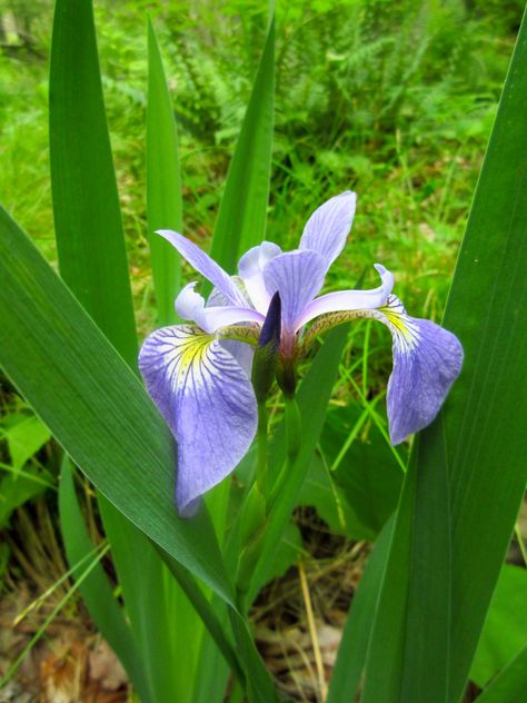 Iris versicolor / Blue Flag Iris – Wild Ridge Plants Blue Flag Iris, Iris Versicolor, Marsh Marigold, Cardinal Flower, Plant Catalogs, Blue Flag, Rain Garden, Plant Nursery, Mail Order