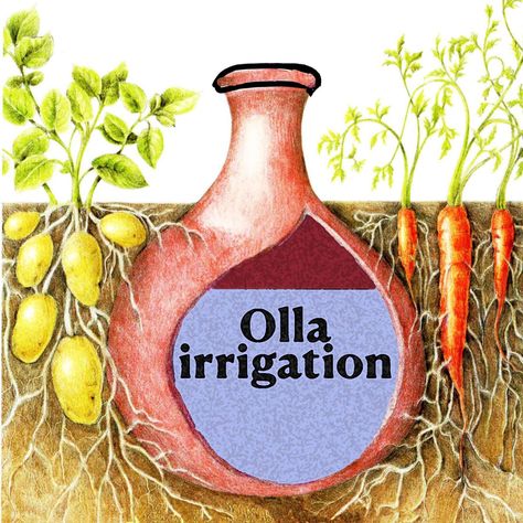 The Promise of Olla Irrigation Olla Irrigation, Clay Pot Irrigation, Biomass Energy, Irrigation Systems, Drip System, Sustainable Agriculture, Clay Wall, Water Management, Liquid Fertilizer