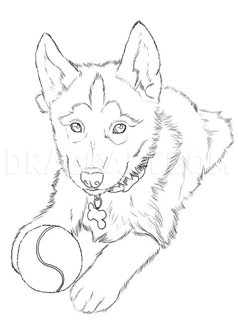 How To Draw Huskies, Draw A Husky, Step by Step, Drawing Guide, by NeekoNoir | dragoart.com Puppy Drawing Easy, German Shepherd Colors, Husky Drawing, Puppy Coloring Pages, Puppy Drawing, Animal Drawings Sketches, Dog Sketch, 강아지 그림, Dog Coloring Page