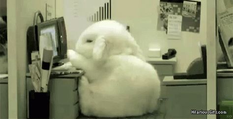 Tired Sleep GIF - Tired Sleep Bunny - Discover & Share GIFs Cute Bunny Gif, Disc Pfp, Trivia Time, Bunny Cat, Rabbit Gif, Adorable Bunnies, Ways To Wake Up, Cute Bunny Cartoon, Baby Bunnies