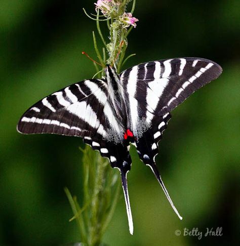 Zebra-Swallowtail Butterfly.... Zebra Swallowtail Butterfly, Cycle Photography, Butterfly Swallowtail, Zebra Swallowtail, Swallowtail Caterpillar, Exotic Butterflies, Zebra Butterfly, Butterfly Caterpillar, Moth Art