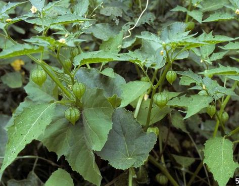 Common Ground Cherry (Plants With Fruits) Ground Cherry, Cherry Plant, Wild Edibles, Vascular Plant, Common Ground, Salsa Verde, Field Guide, Fresh Berries, Mexican Restaurant