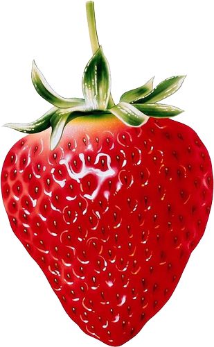 Strawberry Clipart, Fruit Art Drawings, Strawberry Art, Fruits Drawing, Fruit Picture, Fruits Images, Watercolor Fruit, Fruit Photography, Beautiful Fruits