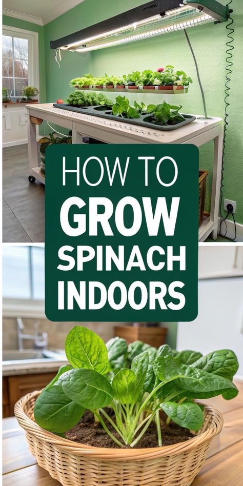 Growing spinach indoors is the perfect way to enjoy fresh greens all year! Start with a seed starter kit, organic pesticide, and spinach seeds for success. Add organic mulch for thriving plants that keep giving. 🌿 #GrowSpinach #SpinachSeeds #SeedStarter Grow Spinach Indoors, Spinach Plant, How To Grow Spinach, Growing Lettuce Indoors, Grow Spinach, Growing Food Indoors, Growing Spinach, Spinach Seeds, Seed Starter Kit