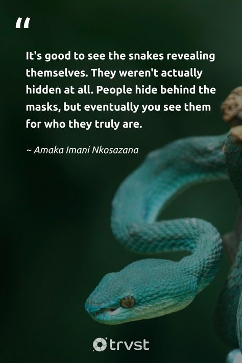 Snake Quotes unmask hidden truths: 'It's good to see the snakes revealing themselves. They weren't actually hidden at all. People hide behind the masks, but eventually you see them for who they truly are.' - Amaka Imani Nkosazana. #trvst #quotes #bethechange #beinspired #snake #betrayal #lies 📷 @J Surianto Snake Quotes People Lessons Learned, Snakes In The Grass Quotes People, Snake In The Grass Quotes People, A Snake Is A Snake Quote, Quotes About Snakes People, Snake In The Grass Quotes, Snake Quotes People, Quotes About Snakes, Snakes Quotes