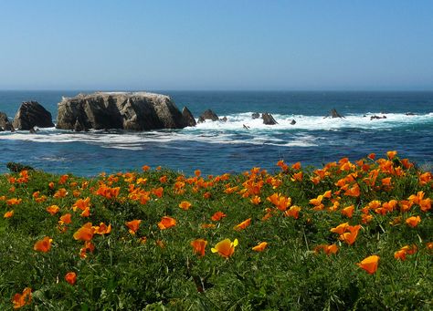 Point Buchon (south of Morro Bay in central CA) poppies in bloom. The California poppy (Eschscholzia californica) is a species of flowering plant in the family Papaveraceae, native to the United States and Mexico, and the official state flower of California. California Native Plants, Coastal Gardens, California Landscape, California Coastal, California Poppy, California Coast, San Luis Obispo, Beautiful Landscapes, Mother Nature