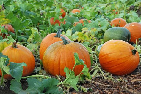 When to Harvest Pumpkins | Kellogg Garden Organics™ When To Harvest Pumpkins, Vegetable Garden Fertilizer, Pumpkin Spread, Pumpkin Varieties, Squash Plant, Best Pumpkin Patches, Planting Pumpkins, Garden Cooking, Growing Pumpkins