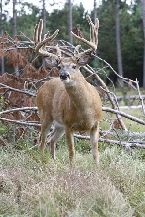 White Tail Deer Hunting, Deer Farming, Deer Reference, Deer Pics, Deer Farm, Whitetail Hunting, White Tail Deer, Big Deer, Big Buck