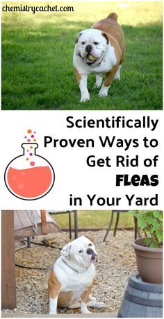 Kill Fleas In Yard, Fleas In Yard, Flea Remedy For Dogs, Flea Medicine For Dogs, Medicine For Dogs, Kill Fleas On Dogs, Homemade Flea Spray, Flea Spray For Dogs, Dog Flea Remedies