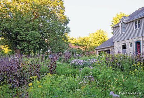 Front Yard Meadow Landscaping, Small Native Backyard, Landscaping With Native Plants, Native Plant Front Yard, Large Wild Garden Ideas, Meadow Yard Landscape, Prairie Front Yard, California Native Garden Front Yard, Missouri Native Plant Garden Design