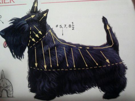 Scottish Terrier, grooming lines Dog Grooming Diy, Scottie Puppies, Schnauzer Grooming, Gatos Cool, Scottie Terrier, Dog Grooming Salons, Dog Grooming Tips, Dog Haircuts, Grooming Style