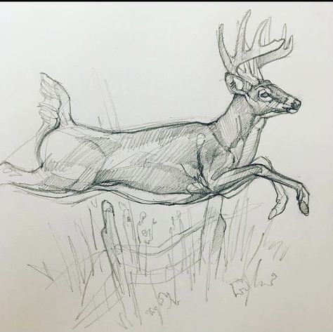 Deer Hunting Drawing, Deer Drawing Sketches, Deer Animation, Hunting Drawings, Deer Sketch, North American Animals, Deer Drawing, Prismacolor Art, Deer Painting