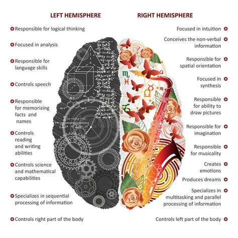 Left Vs Right Brain, Brain Anatomy And Function, Left Brain Right Brain, Brain Illustration, Brain Facts, Brain Anatomy, Brain Art, Information Processing, Right Brain