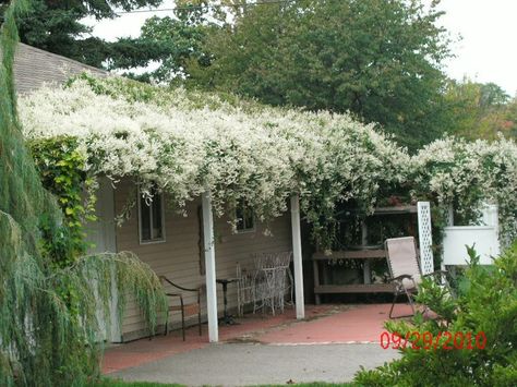 Choosing pergola vines: http://pergoladesignideas.com/find-out-what-are-the-best-vines-for-a-pergola-ensemble-today/ Silver Lace Vine, Tuscan Style Homes, Pergola Swing, Garden Vines, Best Plants, Wooden Pergola, Garden Shrubs, Covered Pergola, Moon Garden