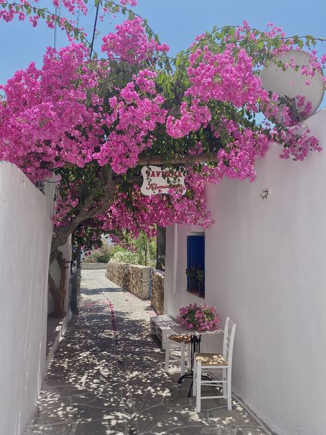 #pink #greece #flowers Greece Pink Flowers, Greece Pink Aesthetic, Greek Pink Flowers, Pink Greece Aesthetic, Greece Flowers, 2024 Colors, Italian Flowers, Pink Blossom Tree, Greek Flowers