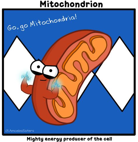 Mitochondria GIF by The Amoeba Sisters. Amoeba Sisters, Biology Jokes, Sisters Photo, Science Cells, Cell Organelles, Biology Classroom, 7th Grade Science, Big Brain, 6th Grade Science