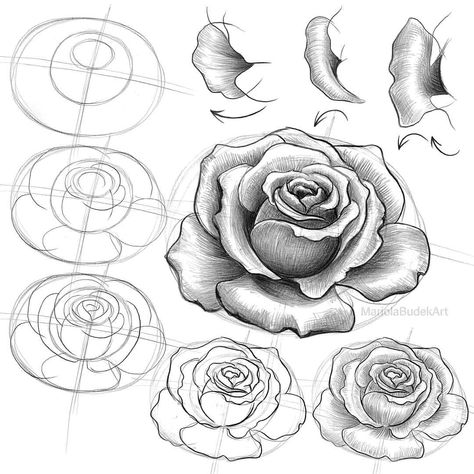 Mariola Budek Art on Instagram: “#quick #sketch 🌹 You've probably noticed that my favorite #flowers are #roses. And what are yours? #mariolabudekart #mariolabudek…” Rose Sketch, Doodle Art Flowers, Flower Drawing Tutorials, Flower Drawings, Drawing Examples, Easy Flower, Architecture Drawing Art, Rose Drawing, Basic Drawing