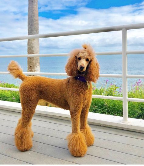 Standard Poodle Ear Styles, Poodles Haircut Styles, Standard Poodle Haircut Styles, Toy Poodle Haircut Styles, Poodle Teddy Bear Cut, Standard Poodle Cuts, Standard Poodle Haircuts, Aesthetic Cute Wallpaper, Toy Poodle Haircut