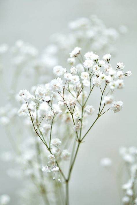 Gypsophila Flower, Aesthetic Minimalist, Minimalist Flowers, Floral Art, White Flowers, Tattoo Ideas, Wedding Invitations, Flowers, Floral